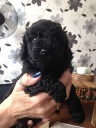 Poodle (Toy) Puppy for sale in ALTUS, OK, USA