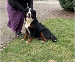 Mother of the Bernese Mountain Dog puppies born on 10/01/2023
