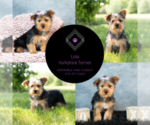 Small Photo #13 Yorkshire Terrier Puppy For Sale in WARSAW, IN, USA