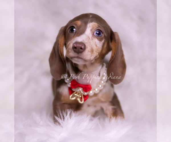 Medium Photo #3 Dachshund Puppy For Sale in WARSAW, IN, USA