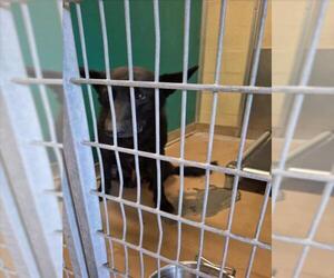 German Shepherd Dog Dogs for adoption in Texas City, TX, USA