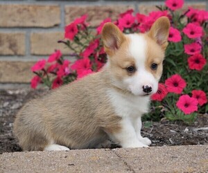 Pembroke Welsh Corgi Puppy for sale in FREDERICKSBG, OH, USA