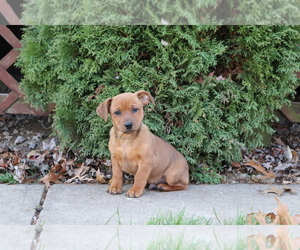 Minnie Jack Puppy for sale in SHILOH, OH, USA
