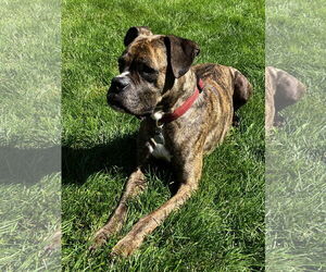 Boxer Dogs for adoption in Woodbury, MN, USA