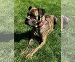 Small Boxer