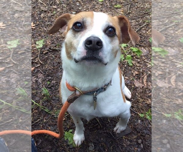 Medium Photo #8 Beagle-Unknown Mix Puppy For Sale in Rockaway, NJ, USA