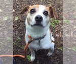 Small #7 Beagle Mix