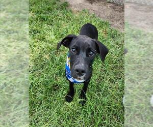 Labrador Retriever Dogs for adoption in Conroe, TX, USA