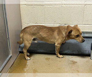 Chiweenie Dogs for adoption in Martinez, CA, USA