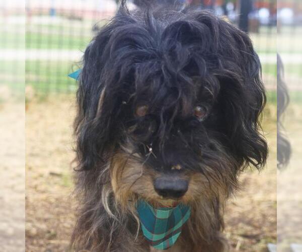 Medium Photo #1 Miniature Schnauzer-Unknown Mix Puppy For Sale in San Antonio, TX, USA