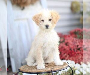 Bernedoodle (Miniature) Puppy for sale in MILLERSBURG, IN, USA