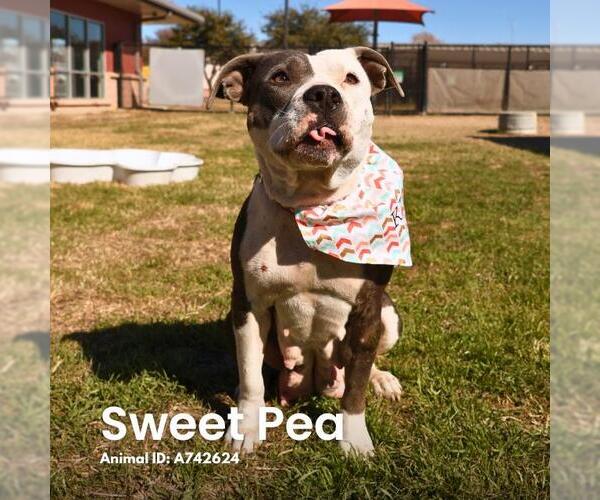 Medium Photo #2 American Staffordshire Terrier-Unknown Mix Puppy For Sale in San Antonio, TX, USA