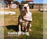 Small #1 American Staffordshire Terrier Mix