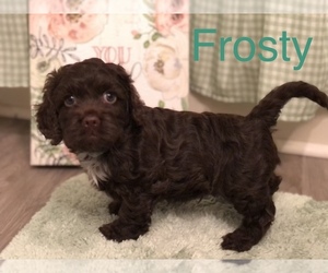 Cockapoo Puppy for sale in MOUNT STERLING, KY, USA