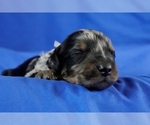 Small Photo #3 Bernedoodle (Miniature) Puppy For Sale in MORA, MN, USA