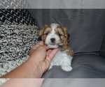 Small #3 Mal-Shi