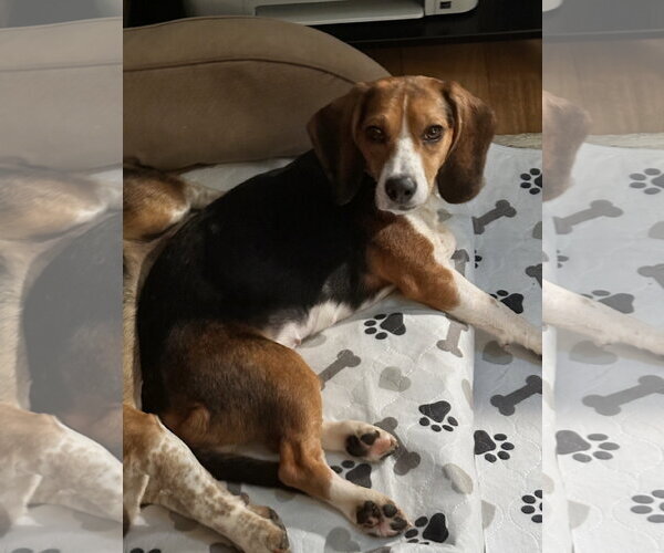 Medium Photo #2 Beagle Puppy For Sale in Dunnellon, FL, USA