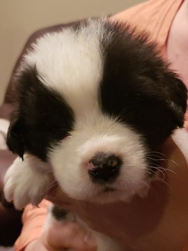 Medium Photo #1 Newfoundland Puppy For Sale in ALSEN, SD, USA