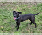 Small #8 Mutt