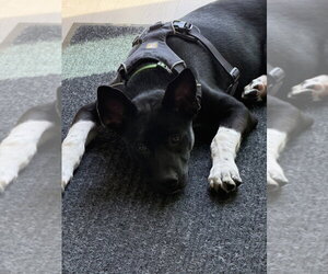 Cassian a/k/a Onyx - Male Siberian Husky-Unknown Mix Dog for Adoption - Photo #3