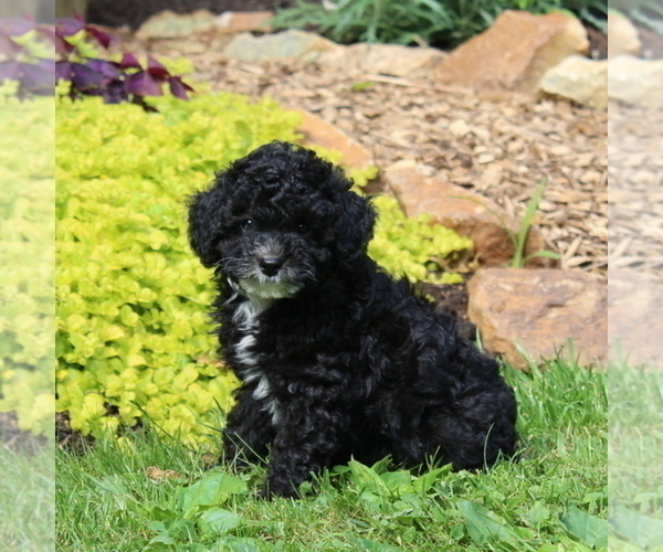 Medium Photo #3 Poodle (Toy) Puppy For Sale in NORTH EAST, MD, USA