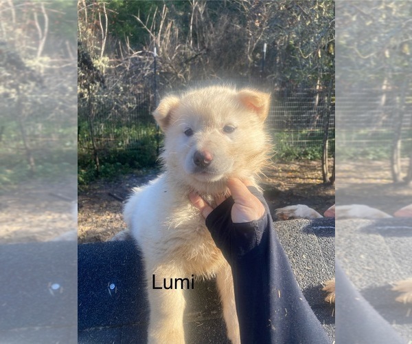 Medium Photo #5 Gerberian Shepsky Puppy For Sale in MAD RIVER, CA, USA