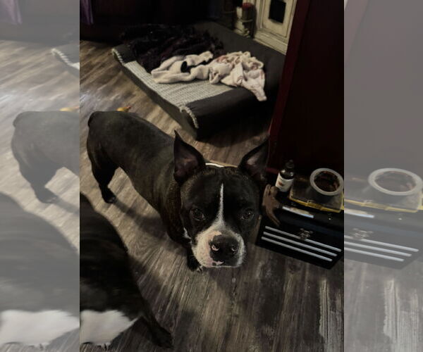 Medium Photo #1 Boston Terrier-Boxer Mix Puppy For Sale in Gulfport, MI, USA