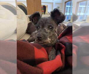 Miniature Schnauzer-Unknown Mix Dogs for adoption in Holland, MI, USA