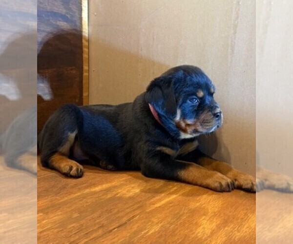 Medium Photo #2 Rottweiler Puppy For Sale in SHEFFIELD, IL, USA