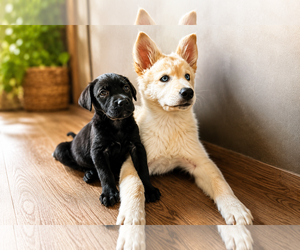 Labrador Retriever-Unknown Mix Dogs for adoption in Clovis, CA, USA