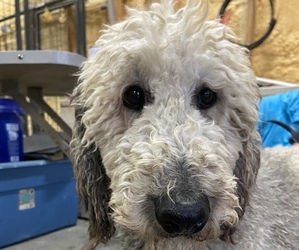 Poodle (Standard) Dogs for adoption in CEDAR GAP, MO, USA