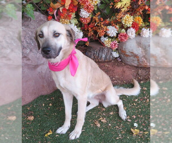 Medium Photo #1 Black Mouth Cur-Unknown Mix Puppy For Sale in Oklahoma City, OK, USA