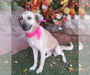 Black Mouth Cur-Unknown Mix Dogs for adoption in Oklahoma City, OK, USA