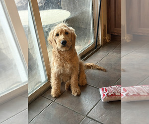 Mother of the Goldendoodle (Miniature) puppies born on 10/24/2025