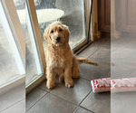 Small Photo #1 Goldendoodle (Miniature) Puppy For Sale in HTFD, CT, USA
