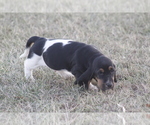Small #4 Basset Hound