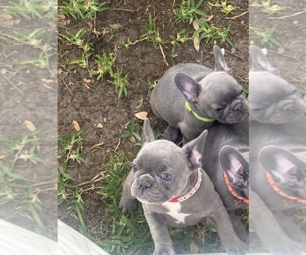 Medium Photo #2 French Bulldog Puppy For Sale in HOUSTON, TX, USA
