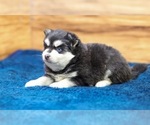 Small #5 Pomsky