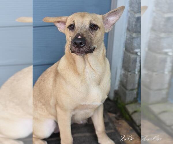 Medium Photo #7 Labrador Retriever-Unknown Mix Puppy For Sale in Brewster, NY, USA