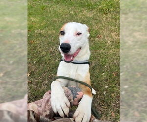 London - Female Bull Terrier-Labrador Retriever Mix Dog for Adoption - Photo #4