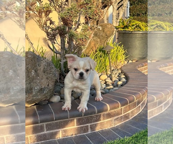 Medium Photo #5 French Bulldog Puppy For Sale in SAN JOSE, CA, USA