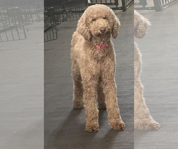 Medium Photo #2 Mutt Puppy For Sale in Valrico, FL, USA