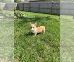 Small Photo #5 Pembroke Welsh Corgi Puppy For Sale in BEECH GROVE, IN, USA