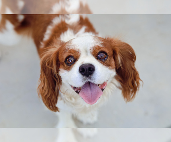 Medium Photo #1 Cavalier King Charles Spaniel Puppy For Sale in BOX SPRINGS, CA, USA