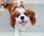 Small Photo #1 Cavalier King Charles Spaniel Puppy For Sale in BOX SPRINGS, CA, USA