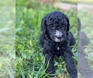 Goldendoodle (Miniature) Puppy for sale in BAUGH, OK, USA
