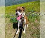 Small #3 Boxer