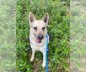 German Shepherd Dog-Unknown Mix Dogs for adoption in Charlotte, NC, USA