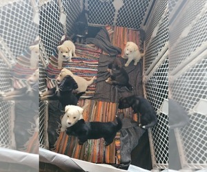 Gerberian Shepsky Puppy for sale in HOLTON, MI, USA