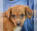 Small #4 Australian Shepherd Mix